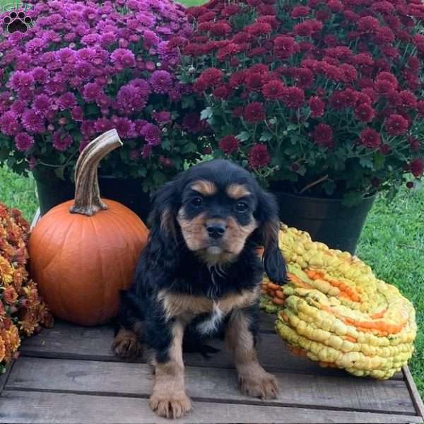 Boone, Cavalier King Charles Spaniel Puppy